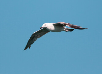 Seagull in flight against the blue sky.