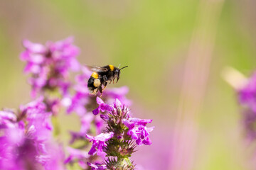 A bee captured in flight As it moves among delicate purple loosestrife
