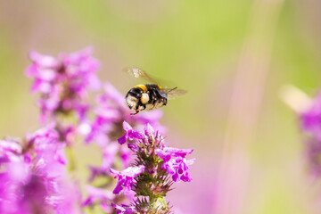 A bee captured in flight As it moves among delicate purple loosestrife