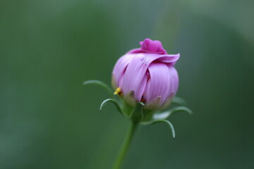 pink flower on green