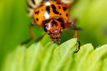 Colorado potato beetle on a green leaf in nature
