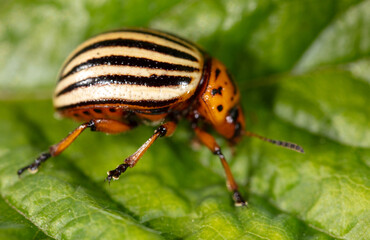 Colorado potato beetle on a green leaf in nature