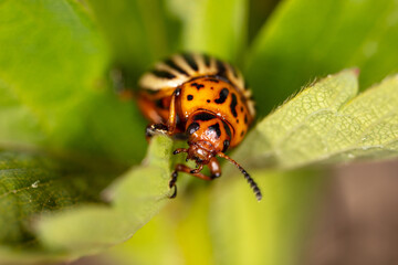 Colorado potato beetle on a green leaf in nature