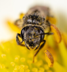 Closeup a bee on a yellow flower