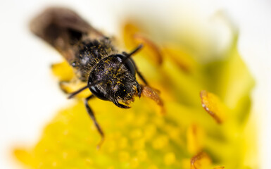 Closeup a bee on a yellow flower