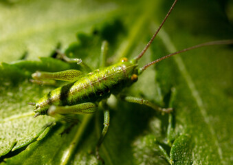 Grasshopper on a green leaf in nature.