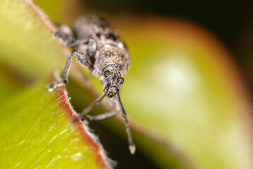 Close-up of a beetle on a plant