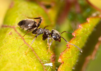 Fototapeta na wymiar Closeup of an ant on a leaf on nature.