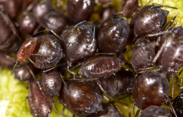 Close-up of aphids on a leaf of a tree.