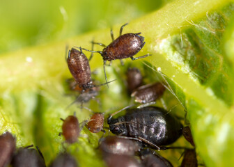 Fototapeta na wymiar Close-up of aphids on a leaf of a tree.