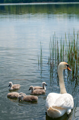 a white swan female with small swans swims in a pond