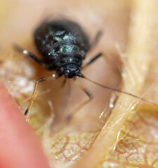 Close-up of aphids on a leaf of a tree.