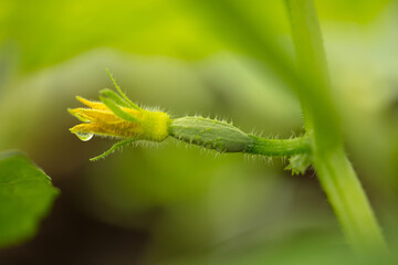 Yellow flowers on the branches of a cucumber