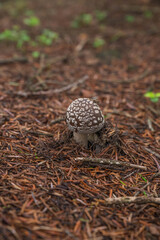 毒キノコ　テングタケ