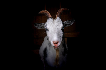 Face of goat as seen from the front with bright blue eyes.