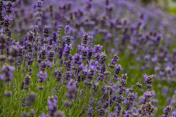 purple lavender flowers with a warm day in close-up