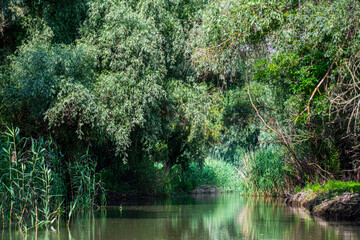 Landscape in the wild river