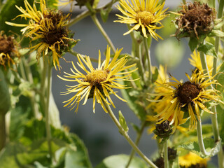 (Inula helenium) Grande Aunée ou inule aunée à inflorescence en corymbe de capitules jaunes à...