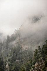 Wooded hillside in a low cloud with evergreen conifers shrouded in fog in a beautiful landscape