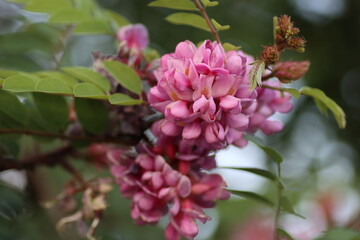 pink flower