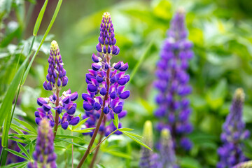 Obraz premium Lupins flowers in the park.