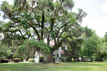 A beautiful and very old southern live oak tree draped in Spanish moss, with grass in the...