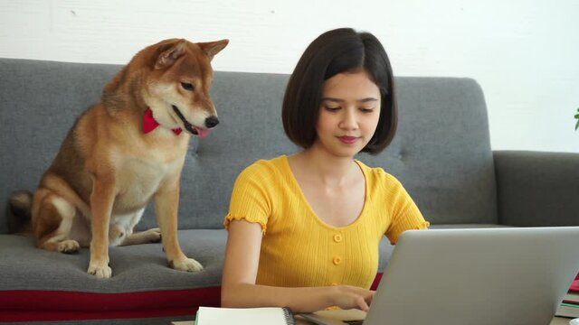 Shiba INU Japanese breed local hunting dog was playing with mixed race girl in yellow shirt work from home business.  new normal social distancing concept.