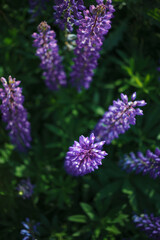 Lupinus field with pink purple, blue and violet flowers. Lupinus meadow.  Top view.