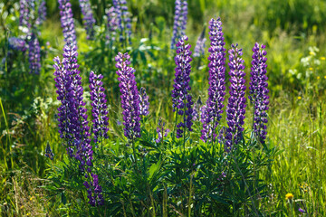Obraz premium Lupinus field with pink purple, blue and violet flowers. Lupinus meadow.