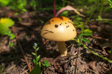 Edible mushroom in the ground