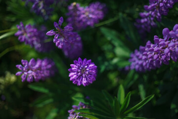 Lupinus field with pink purple, blue and violet flowers. Lupinus meadow.  Top view.