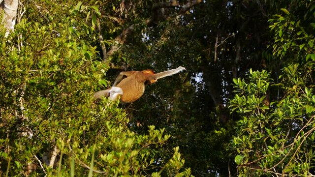 A proboscis monkey leaping from one tree to another (Slow motion)