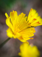 Flor amarilla en macro