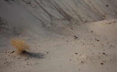 A dry plant in the middle of sand dunes
