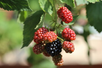 blackberry bush in the garden