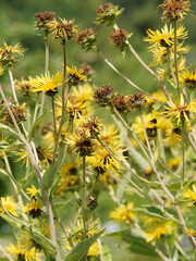 Inula helenium | Grandes Aunées ou oeil de cheval aux fleurs à capitules jaune or sur de hautes...