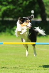 Agility - Border Collie beim Sprung
