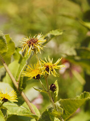 (Inula helenium) Grande Aunée ou inule aunée à inflorescence en corymbe de capitules jaunes à fines languettes, disque central marron, grandes feuilles ovales et dentées