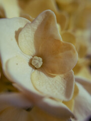 Macro de flor blanca
