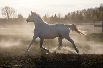 Obraz na płótnie Canvas White horse galloping on paddock. Domestic horse freedom at grassland. Poland, Europe.