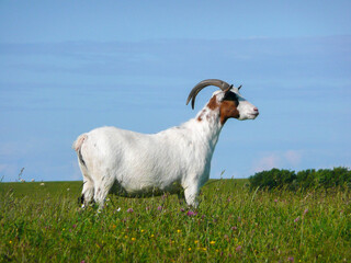 White goat standing in green meadow