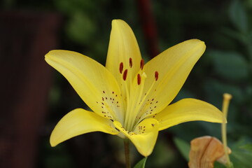 yellow lily flower