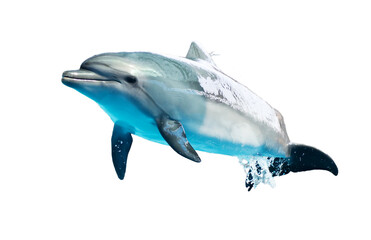 Dolphin is isolated on a white background.