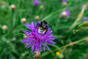 Bumble bee back