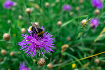 Bumble bee pollen