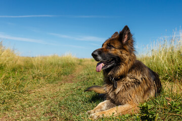 German shepherd dog lies with his tongue hanging out on the grass against the blue sky.