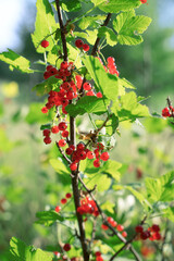 Red currant on a Bush branch at sunset in the garden. Concept of agriculture and food.