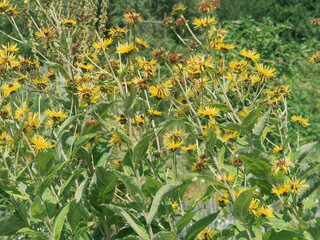 (Inula helenium) Touffe de grande Aunée aux capitules jaune or, coeur ou disque marron, ressemblant à des petits tournesols