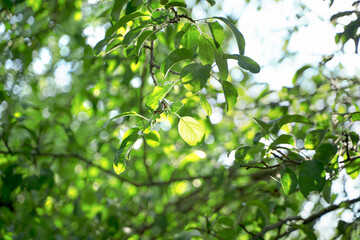 The crown of a tree with green leaves and the rays of the summer sun making their way through the leaves. Summer background, the concept of natural beauty.