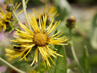 (Inula helenium) Fleur de Grande Aunée aux fleurons en forme de fines languettes ou capitules en corymbe jaune or, grandes feuilles ovales sur tige érigées